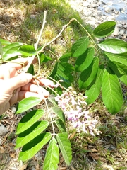 Image of Lonchocarpus macrophyllus