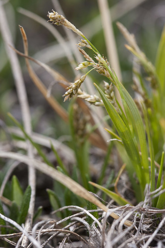 Krause's sedge (Carex krausei)
