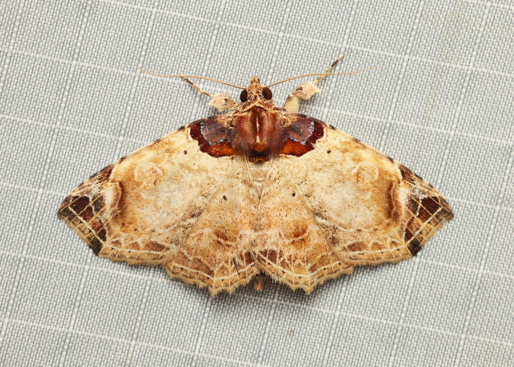 tamba-coeruleobasis-from-bukit-fraser-49000-bukit-fraser-pahang