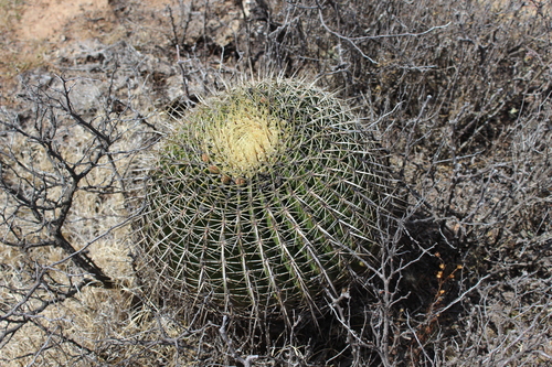 Ferocactus histrix