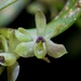 Epidendrum trachythece - Photo (c) Enrique Giron, όλα τα δικαιώματα διατηρούνται, uploaded by Enrique Giron