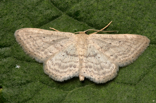 Idaea elongaria