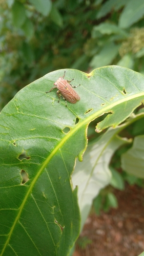 Aetalion reticulatum