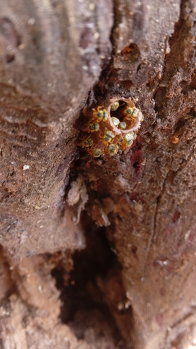 Narrow Stingless Bee