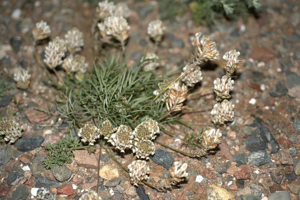 Oxytropis oxyphylla from O'ndorxangai, Mongolia on June 25, 2023 at 05: ...