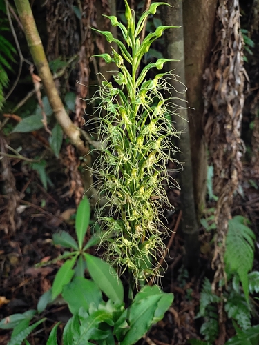 Habenaria pantlingiana Kraenzl.