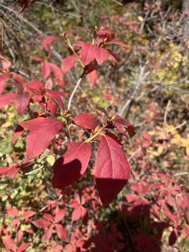 Korean rhododendron