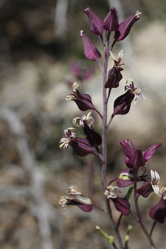 Streptanthus carinatus ssp. carinatus