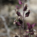 Streptanthus carinatus carinatus - Photo (c) armadillo, כל הזכויות שמורות