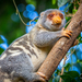 Common Spotted Cuscus - Photo (c) Dominic Chaplin, all rights reserved, uploaded by Dominic Chaplin