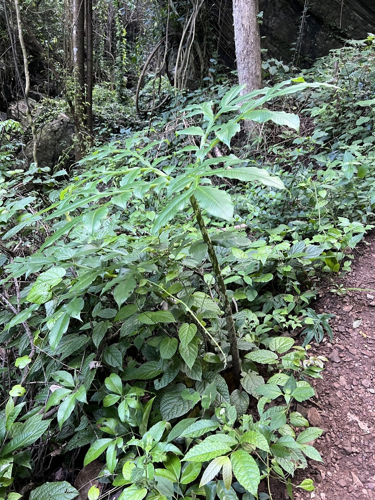 Amorphophallus koratensis