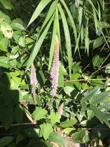 Asian foxtail