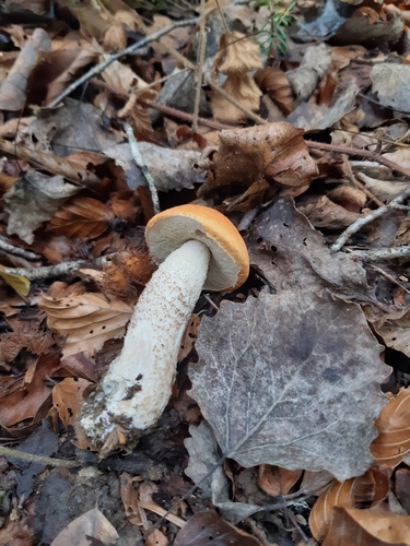 Leccinum leucopodium