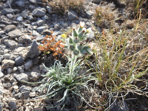 Cryptantha palmeri (A. Gray) Payson