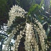 Epidendrum lanipes - Photo (c) TatianaDC, todos los derechos reservados, subido por TatianaDC