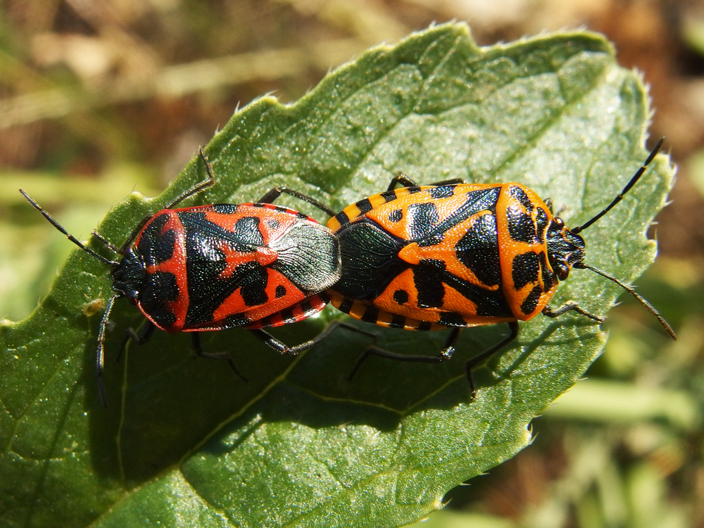 cruciferous bug from Haut Sartoux, 06560 Valbonne, France on June 16 ...