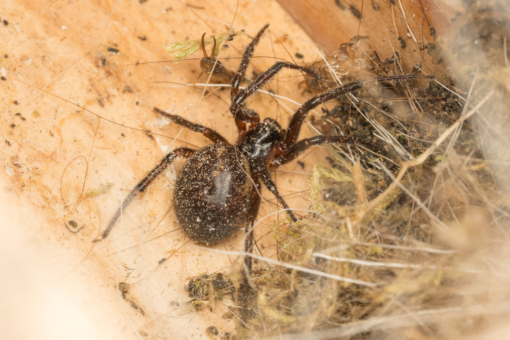 noble-false-widow-from-9080-lochristi-belgi-on-october-14-2023-at-12