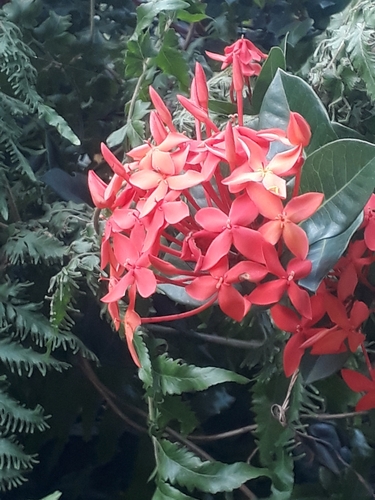 Jungle flame