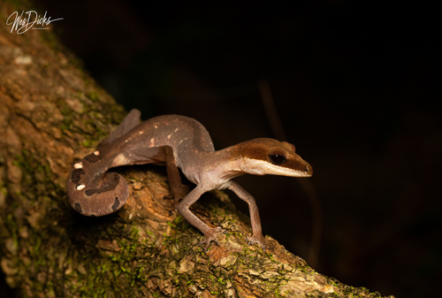 Aeluroscalabotes felinus (Günther, 1864)