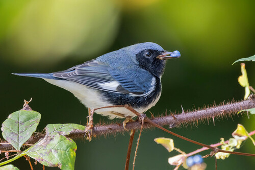 Black-throated Blue Warbler