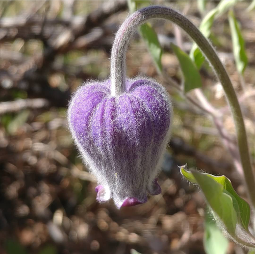 Clematis hirsutissima var. scottii