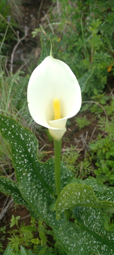 Zantedeschia albomaculata