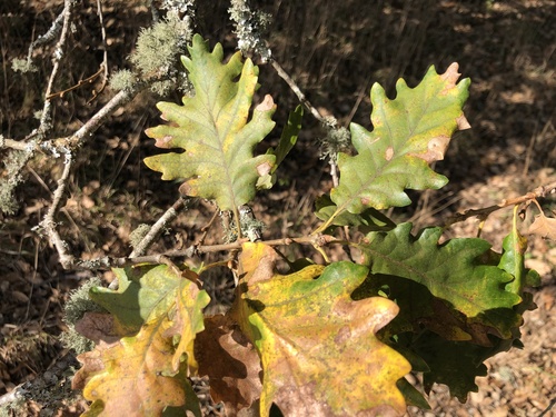 Quercus × numantina