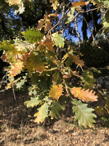 Quercus × numantina