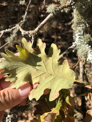 Quercus × numantina