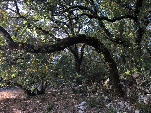 Quercus × numantina