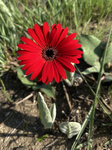 Gerbera aurantiaca Sch.Bip.