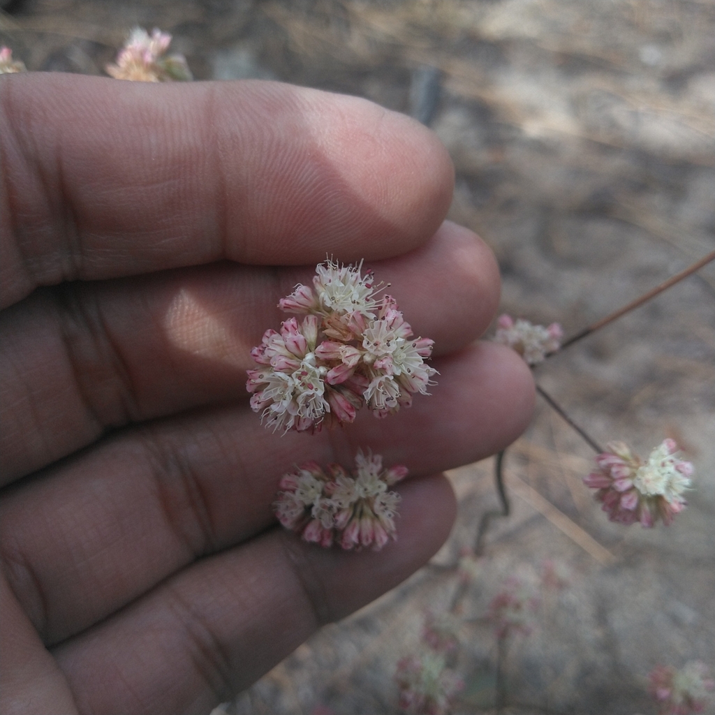 Naked Buckwheat From South Lake Tahoe Ca Usa On October At Pm By Dyske