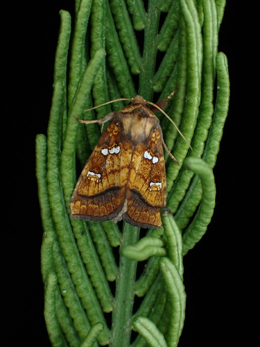 Hessel’s Fern Borer
