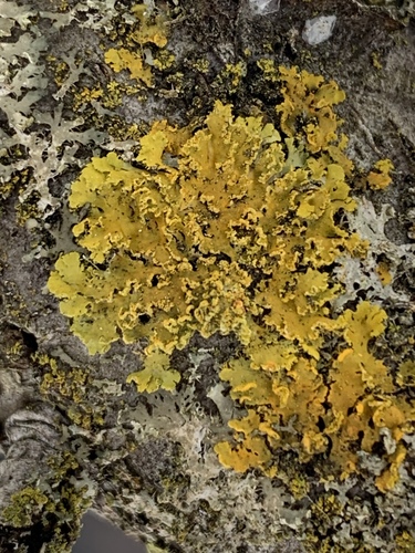 Powdery Sunburst Lichen