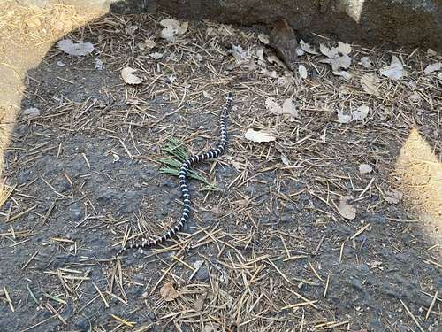 iNaturalist observation photo of California Mountain Kingsnake
