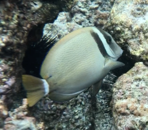 Whitebar Surgeonfish