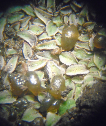 Riccia dictyospora