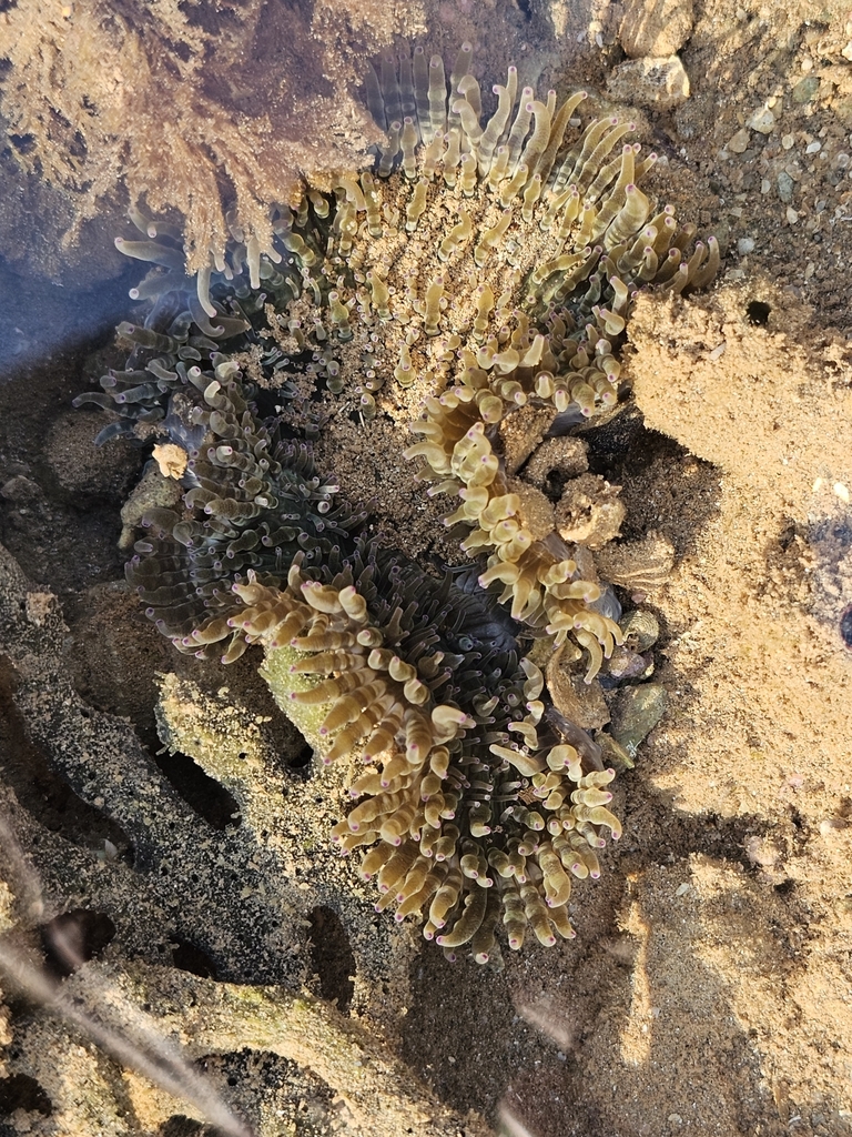 Beaded sea anemone from Sutherland St Before Thetis Pl, Port Hedland WA ...