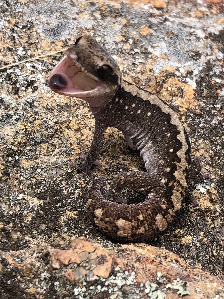 Box Stone Gecko Eastern Stone Gecko from Burra, NSW, AU on October 14, 2023 at 12:52 PM ...