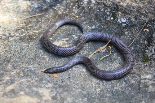 Highland Earth Snake