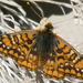 Morand's Checkerspot - Photo (c) Corey, all rights reserved, uploaded by Corey
