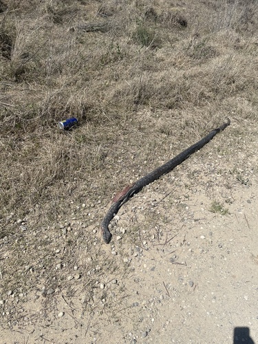 Inland Carpet Python sighting