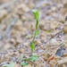 Pterostylis grossa - Photo (c) Adam, all rights reserved, uploaded by Adam