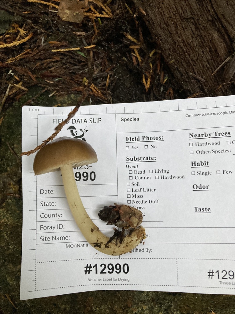 Strobilurus from Cypress Park, West Vancouver, BC, CA on October 14 ...