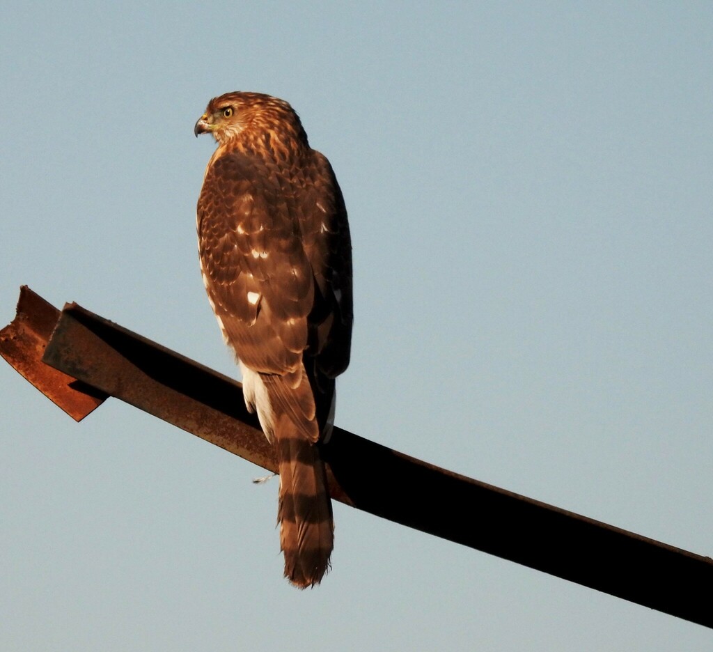 Cooper's Hawk from 350 E Galleria Dr, Henderson, NV 89011 on October 14 ...