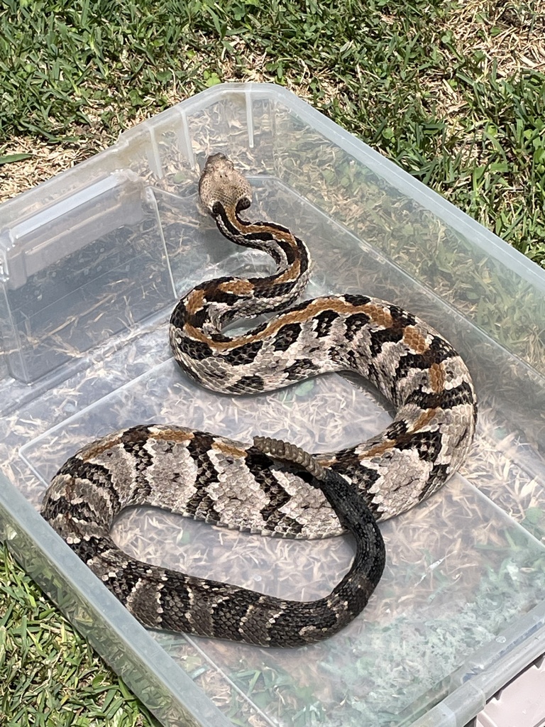 Timber Rattlesnake from Nisbet Lake Rd, Jacksonville, AL, US on August