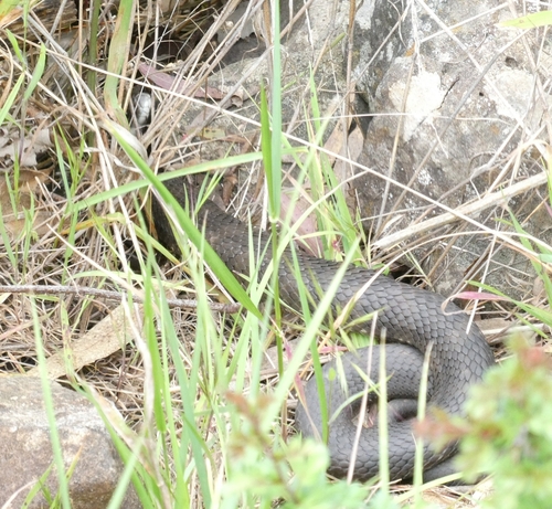 Tiger Snake sighting