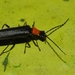 Fissocantharis - Photo (c) 熊盛志, all rights reserved, uploaded by 熊盛志