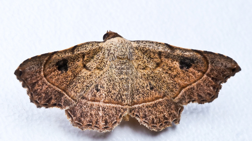 Ectrogatha himerata