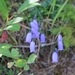 Tufted Harebell - Photo (c) dj3freebear, all rights reserved